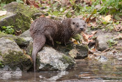 Otter 4