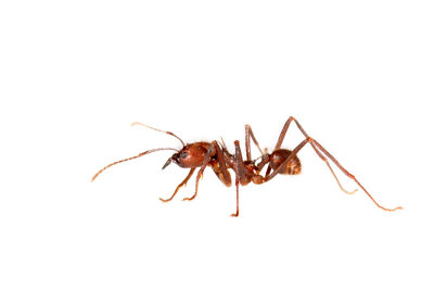  Atta sp. Leaf-cutting ant