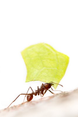  Atta sp. Leaf-cutting ant