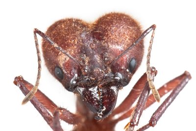  Atta sp. Leaf-cutting ant soldier
