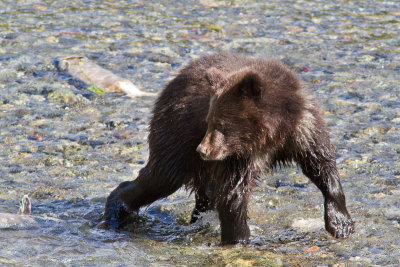 Ursus arctos Grizzly Bear