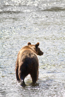 Ursus arctos Grizzly Bear