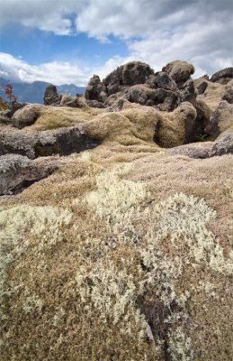 volcanic moss