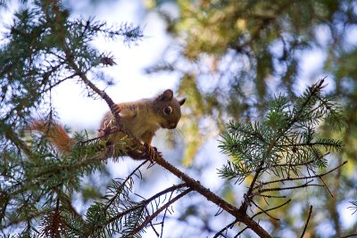 Tamiasciurus hudsonicusAmerican Red Squirrel