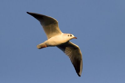 Chroicocephalus ridibundusBlack-headed gull