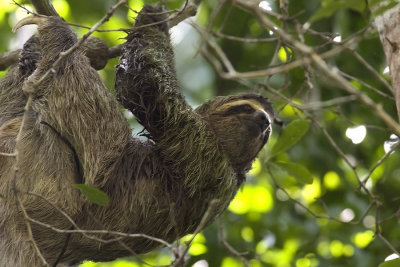 Pilosa (Anteaters & Sloths)