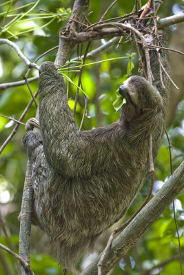 Bradypus variegatus Three-toed Sloth