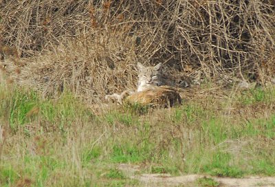 Bobcat - Nikon D200.jpg