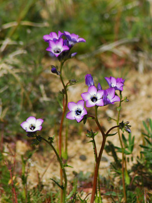 Wild Flower1.jpg - Nikon D200