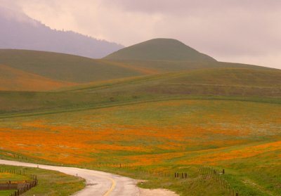 Calianti Wildflowers1.jpg - Nikon D200