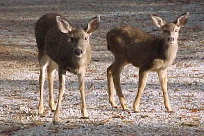 Bambis in Driveway.jpg