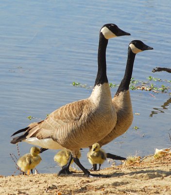Geese and Gosslings - Nikon D200.jpg