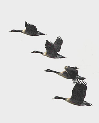 Canadian Geese in Flight - Nikon D200