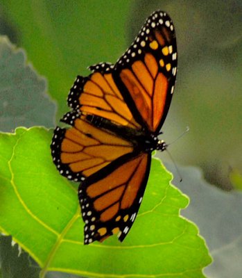 Butterfly - Monarch - Nikon D200.jpg