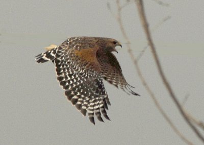 Hawk in Flight - Nikon D200