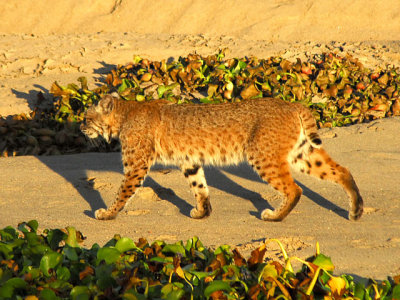 Bobcat in Kern River Bed - Nikon D200