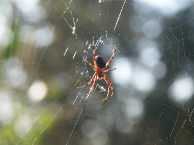 Spider - Minolta 7Hi.jpg