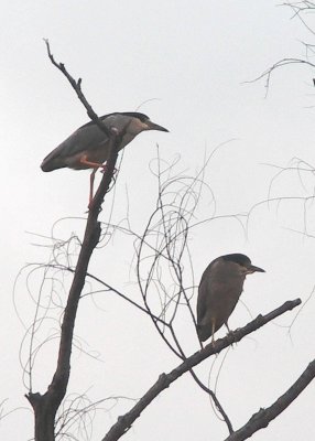 Black Crowned Night Herons - Foggy Day - KMinolta A200.jpg