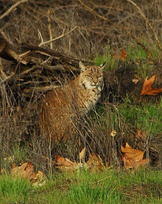 Bobcat - Nikon D200