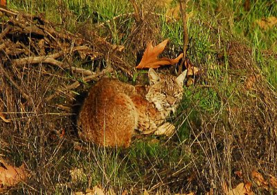 Bobcat - Nikon D200