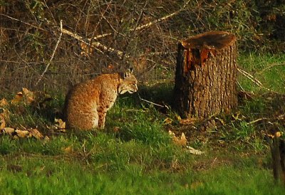 Bobcat - Nikon D200.jpg