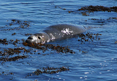 Elephant Seal Approaching  Beach - Nikon D200.jpg