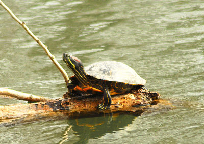 Truxton Turtle - Nikon D200.jpg