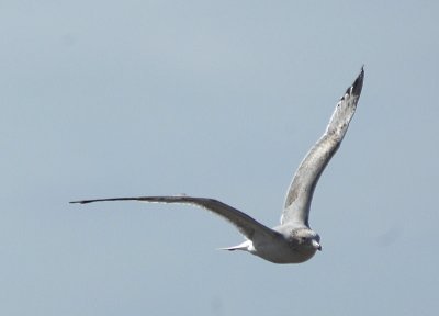 Seagull in Flight - Nikon D200.jpg