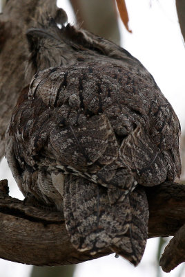 Male Tawny Frogmouth
