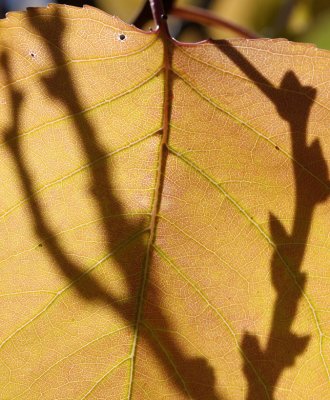 Leaf Shadow