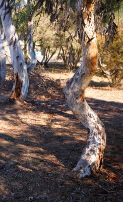 Wiggly Tree