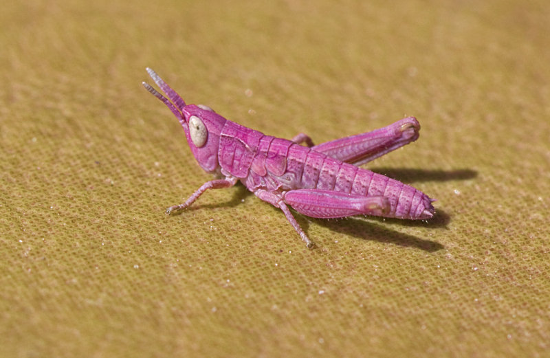 field grasshopper.jpg