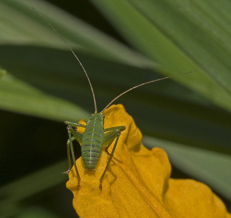 speckled bushcricket immature.jpg