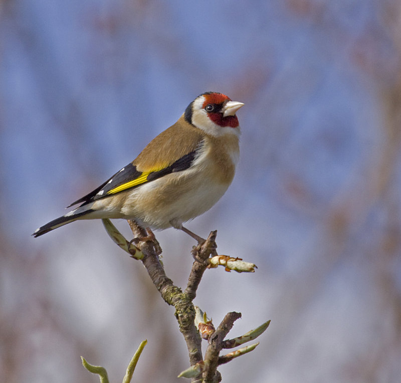 goldfinch a.jpg