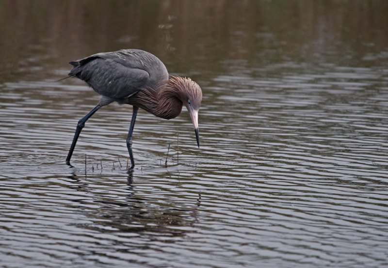 reddish egret 4.jpg