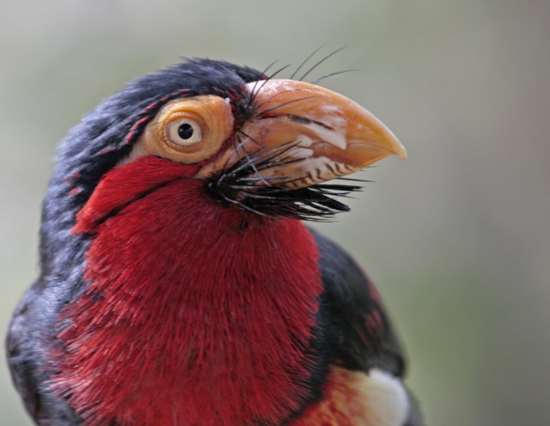 barbet 2.jpg