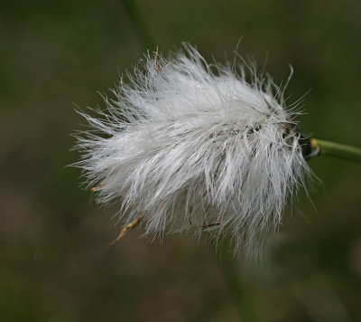 cotton grass 2.jpg