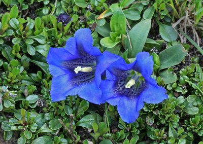 Gentiana clusii.jpg