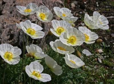 alpine poppy 2.jpg