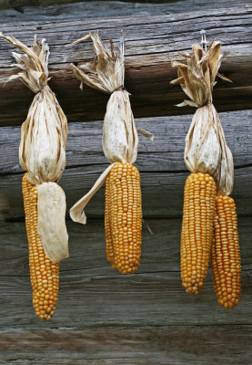 dried maize cobs 2.jpg