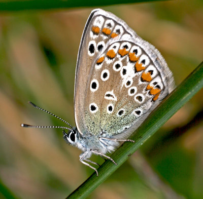 common blue butterfly.jpg