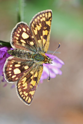 chequered skipper.jpg