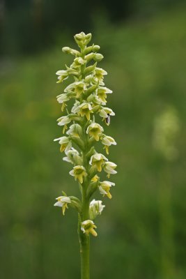 small white orchid 2.jpg