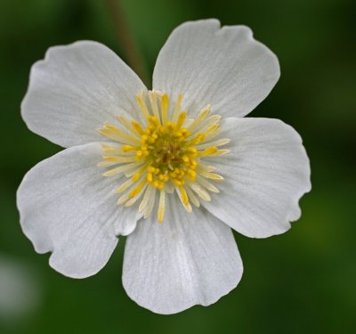 Ranunculus aconitifolius.jpg