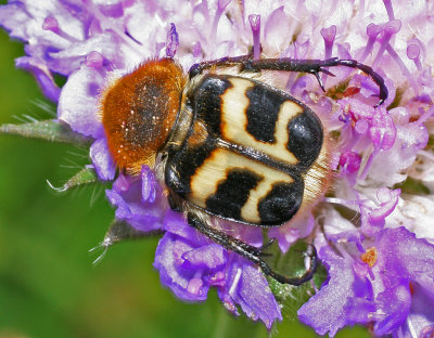 bee beetle.jpg