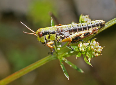 grasshopper instar 2.jpg