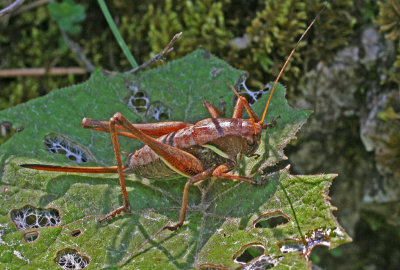 alpine dark bush cricket 2.jpg