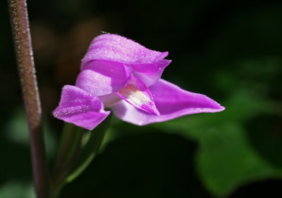 red helleborine 4.jpg