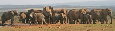 elephants 19.jpg