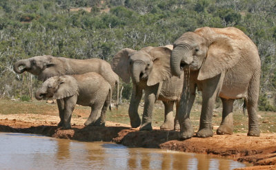 elephants 11.jpg